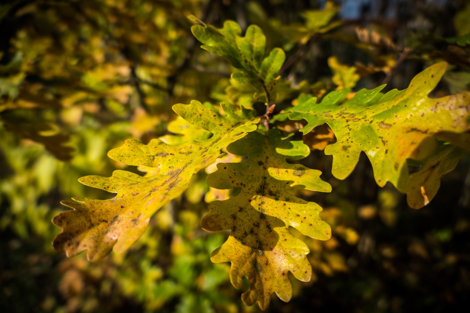 07 autumn par thierry l