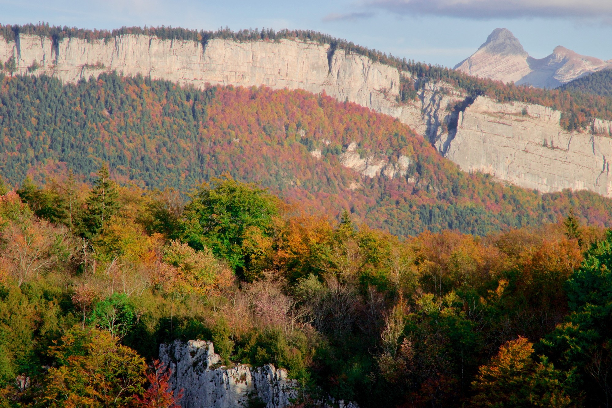 Bournillon gde moucherolle par marie odile b