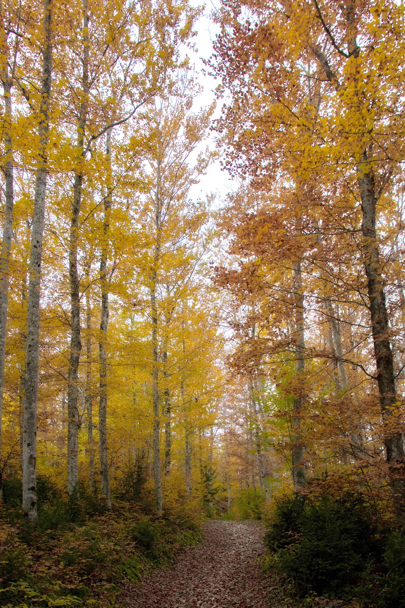 Foret en automne par jean yves g