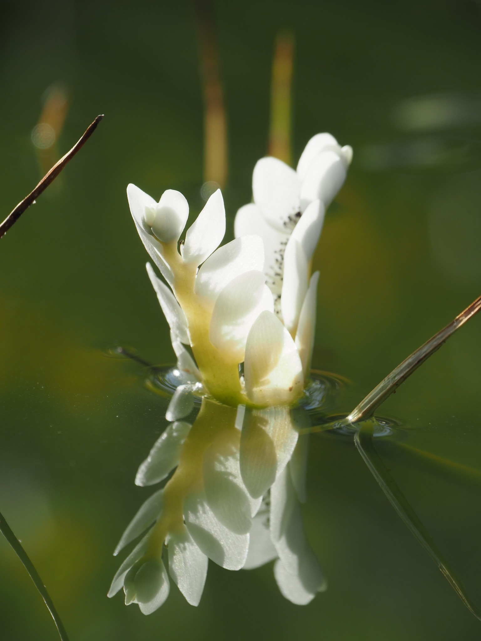 Gh fleur d eau