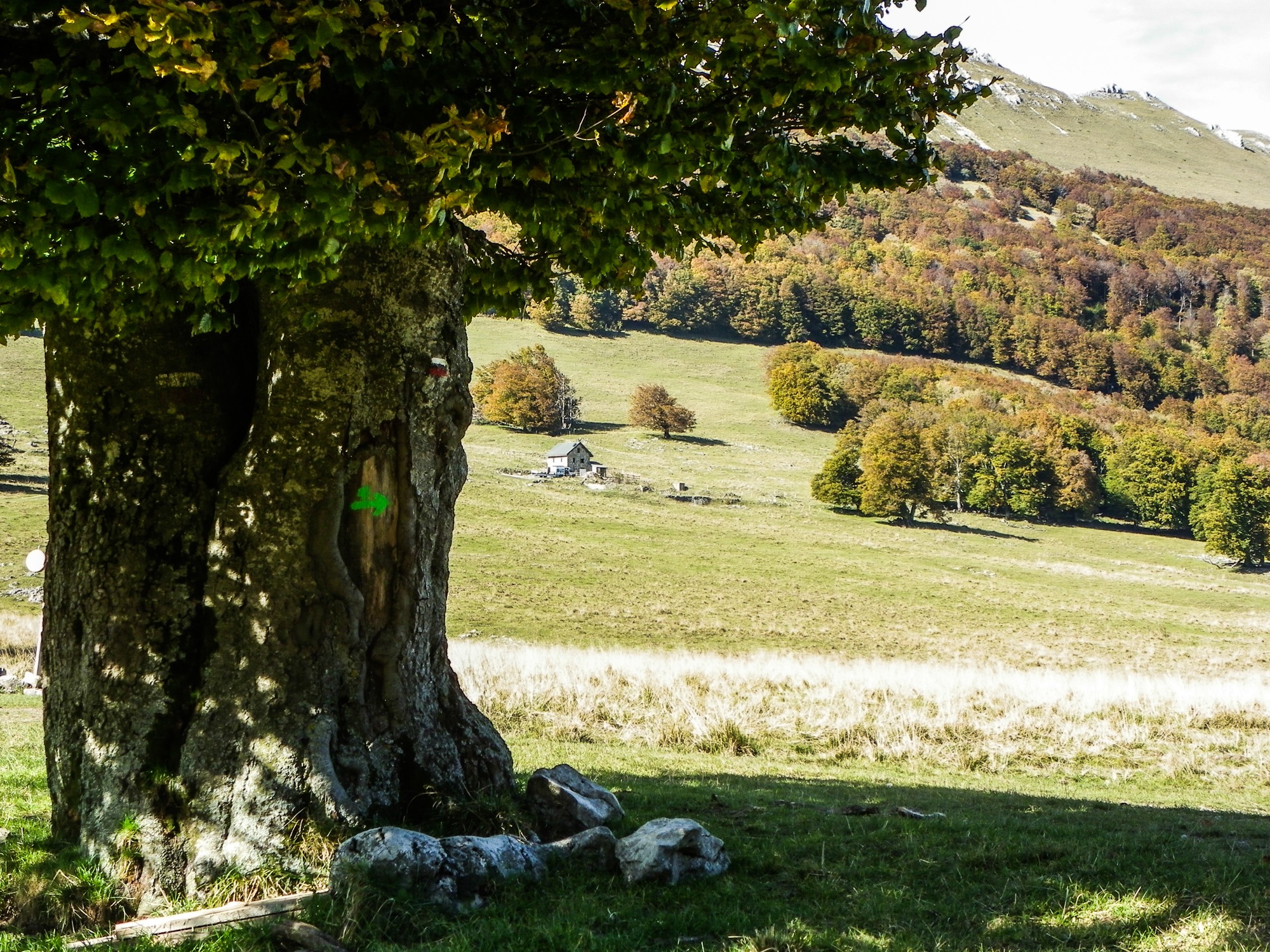 hêtre en face du refuge d'Ambel