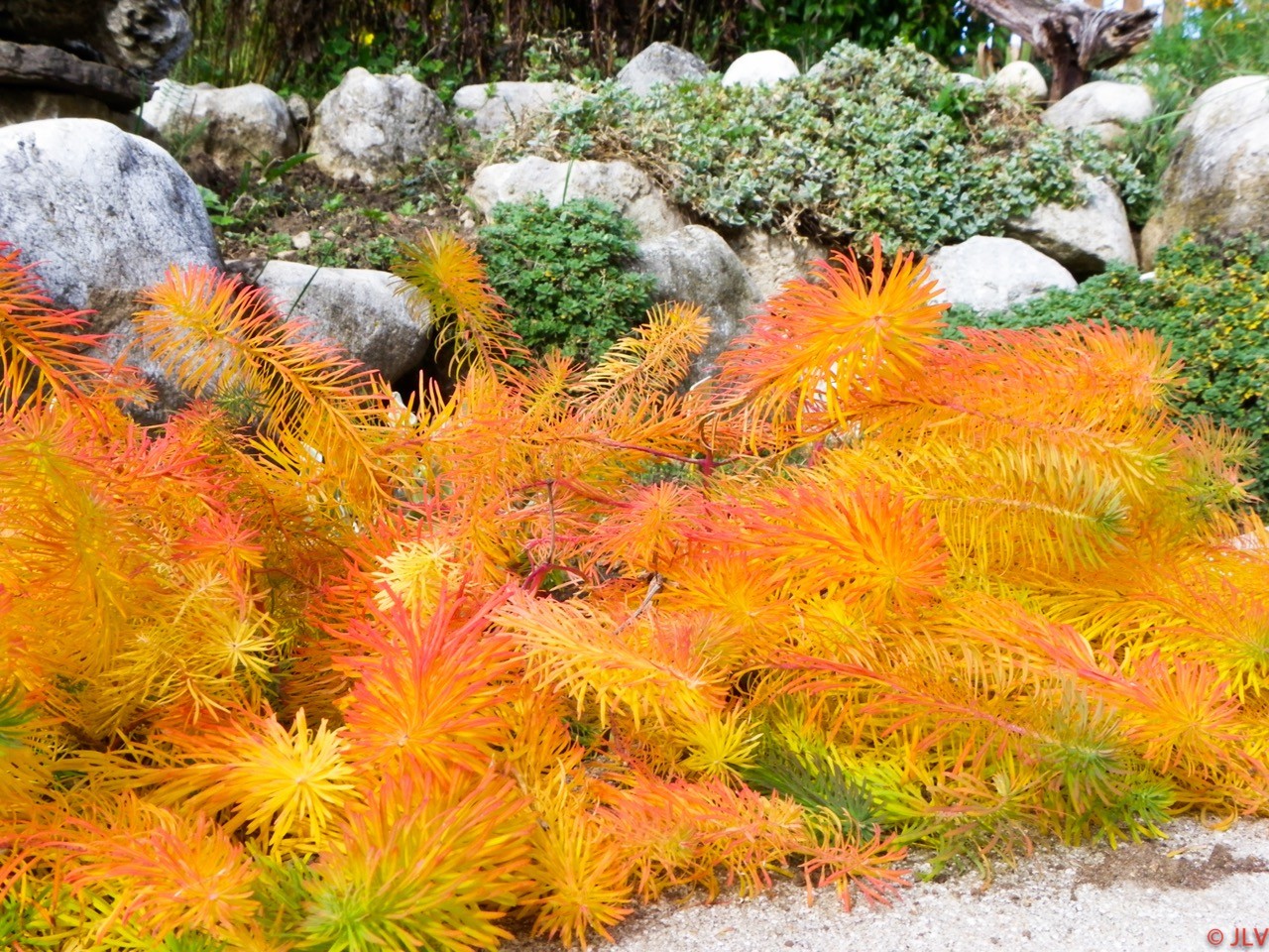 Jardin d automne par jean luc v