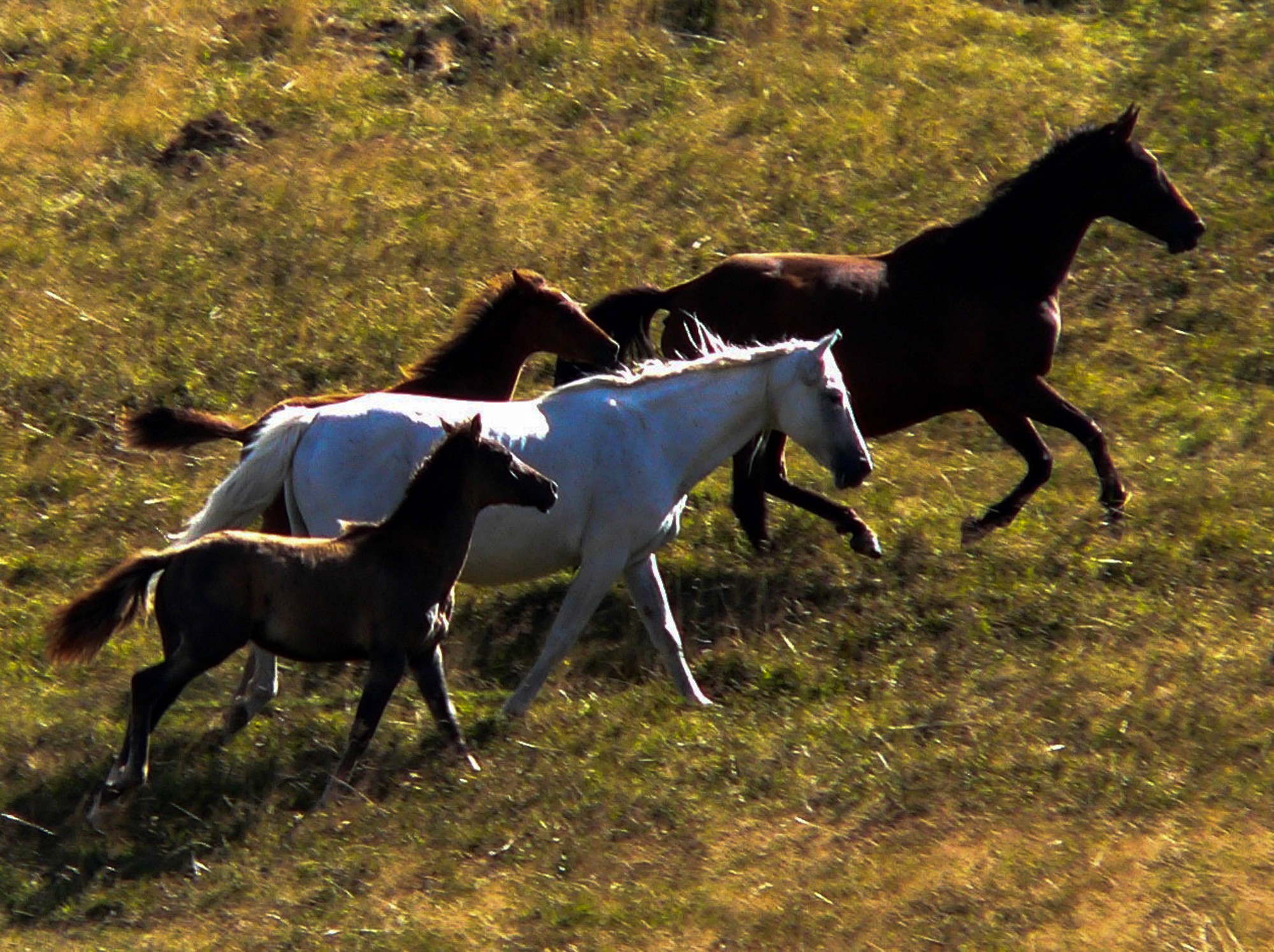 chevaux des gagères