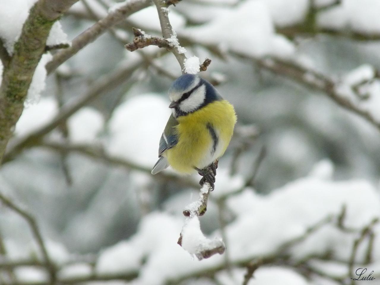 Mésange bleue