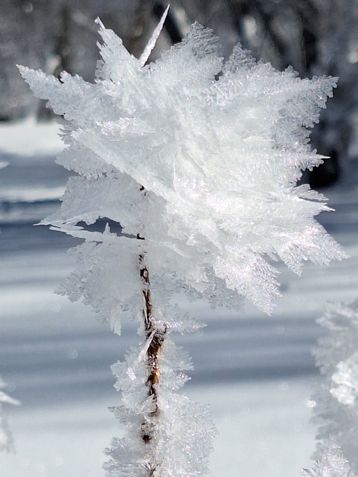 Pierreml rose de glace neige glace