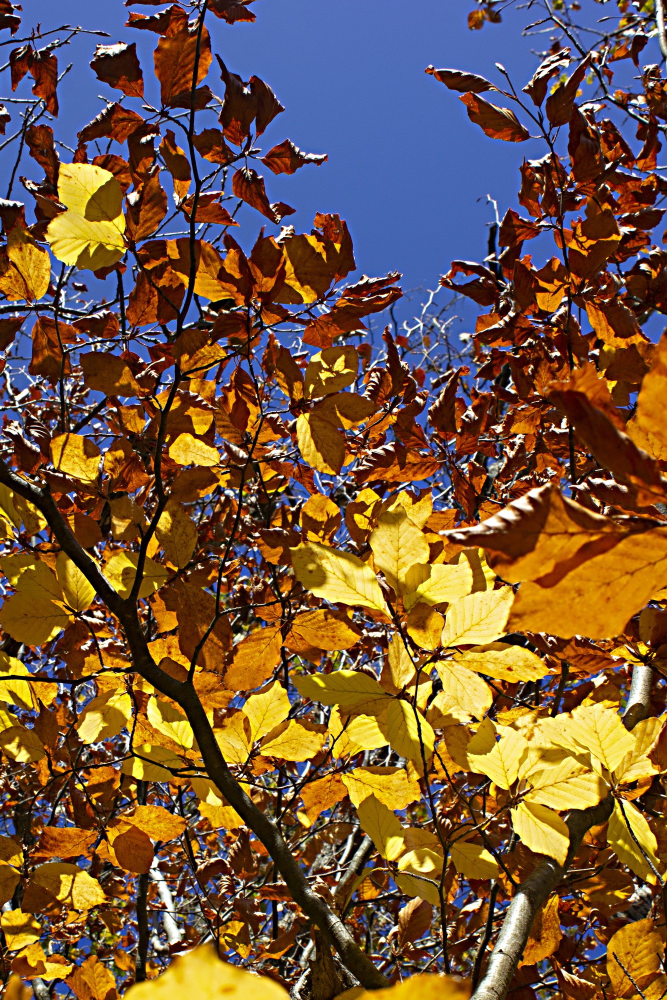 Que devient le jaune en automne par eveline t