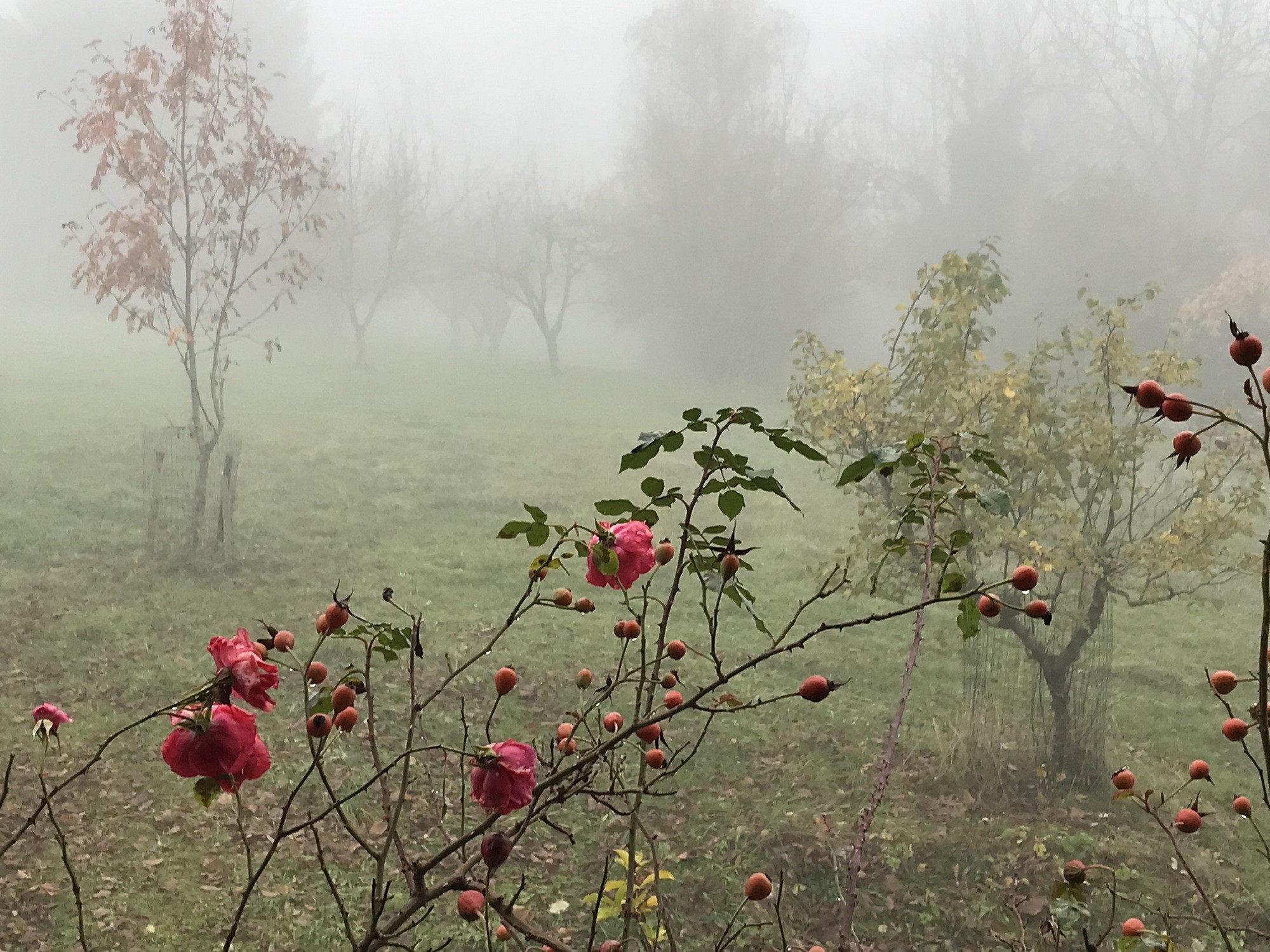 Roses brume par marie odile b