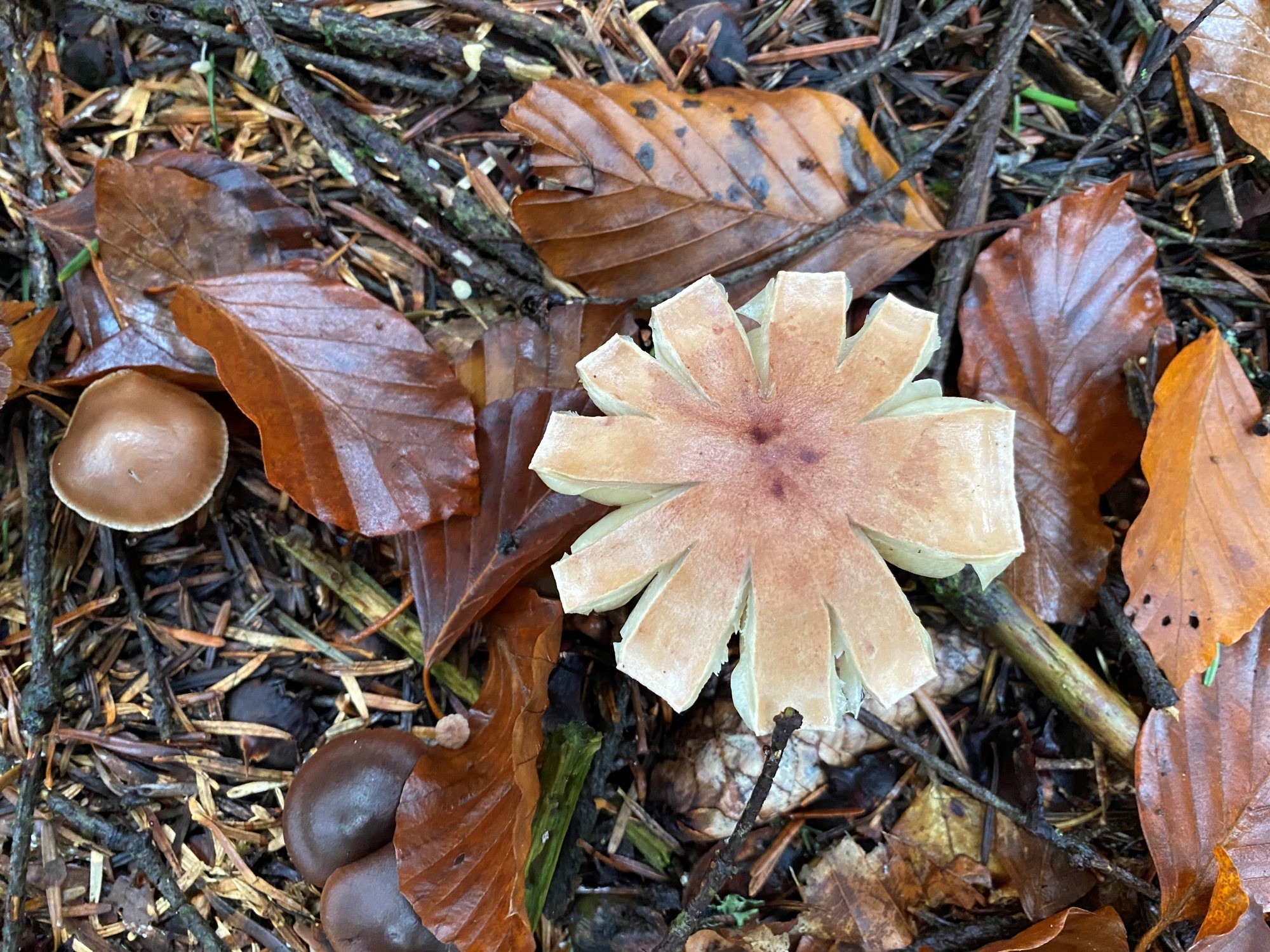 Sourire de champignon