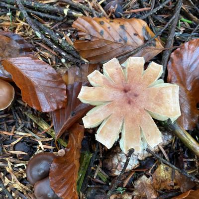 Sourire de champignon